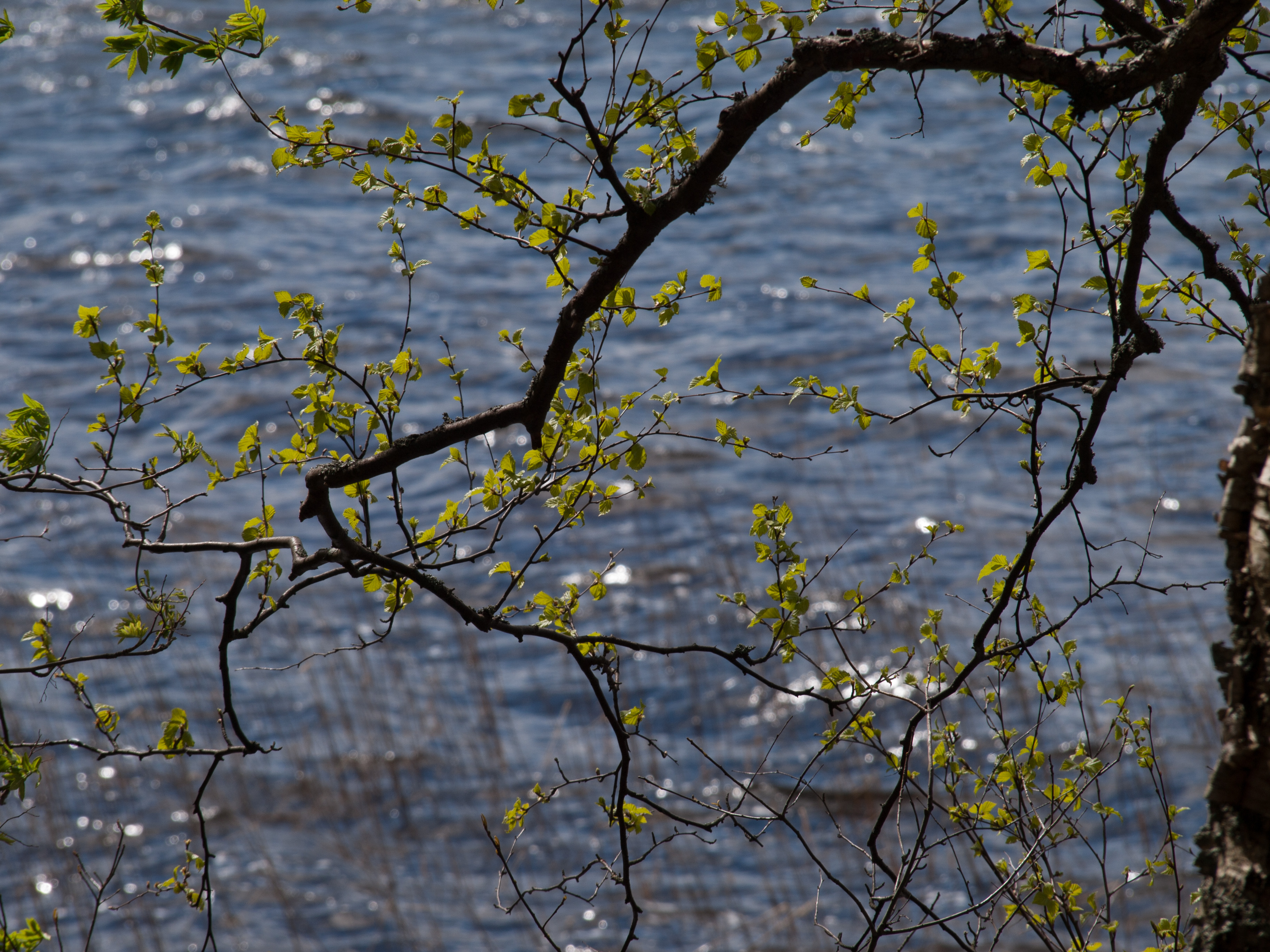 Suomalainen luontomaisema – Laukaa